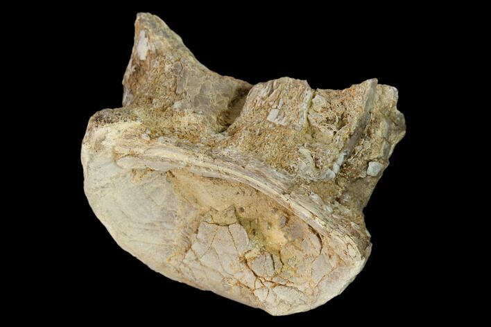 Fossil Xiphactinus (Cretaceous Fish) Vertebra - Kansas #139300